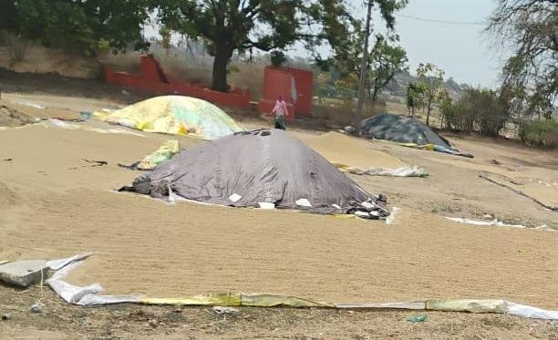 పెరుగల్ల పెద్దిరెడ్డి వడ్ల కుప్పనోయ్ రామచిలుక.
